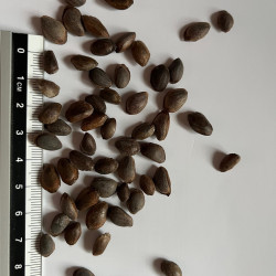 Graines de Pinus parviflora par Semences du Puy