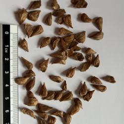 Graines de Cedrus brevifolia par Semences du Puy