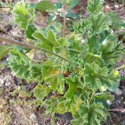 Pelargonium mollicomum Fayt Loic