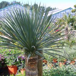 Yucca rostrata de Guitou1214, Public domain, via Wikimedia Commons