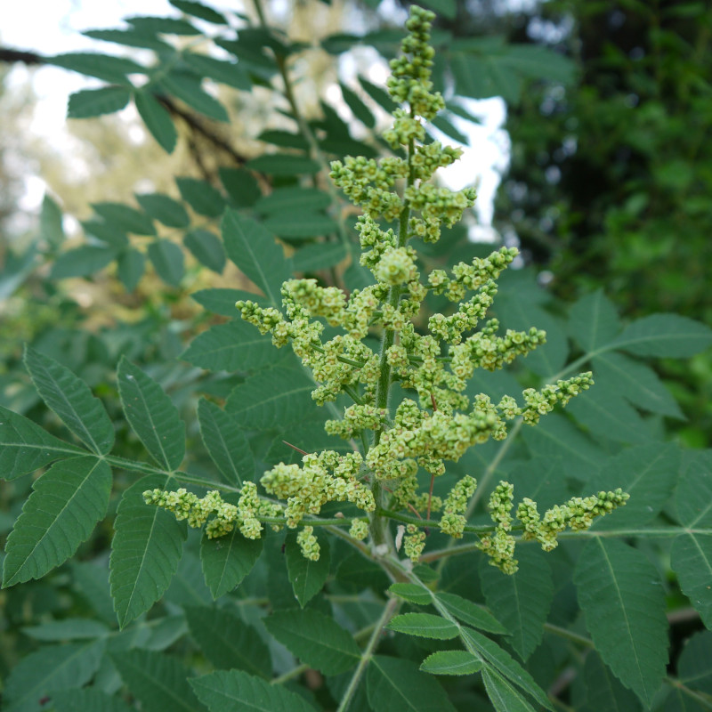 Rhus coriaria Wikimedia