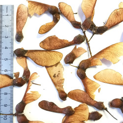 Samares d'Acer pseudoplatanus atropurpureum - Semences du Puy
