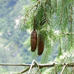 Picea smithiana par Forestowlet Wikimedia