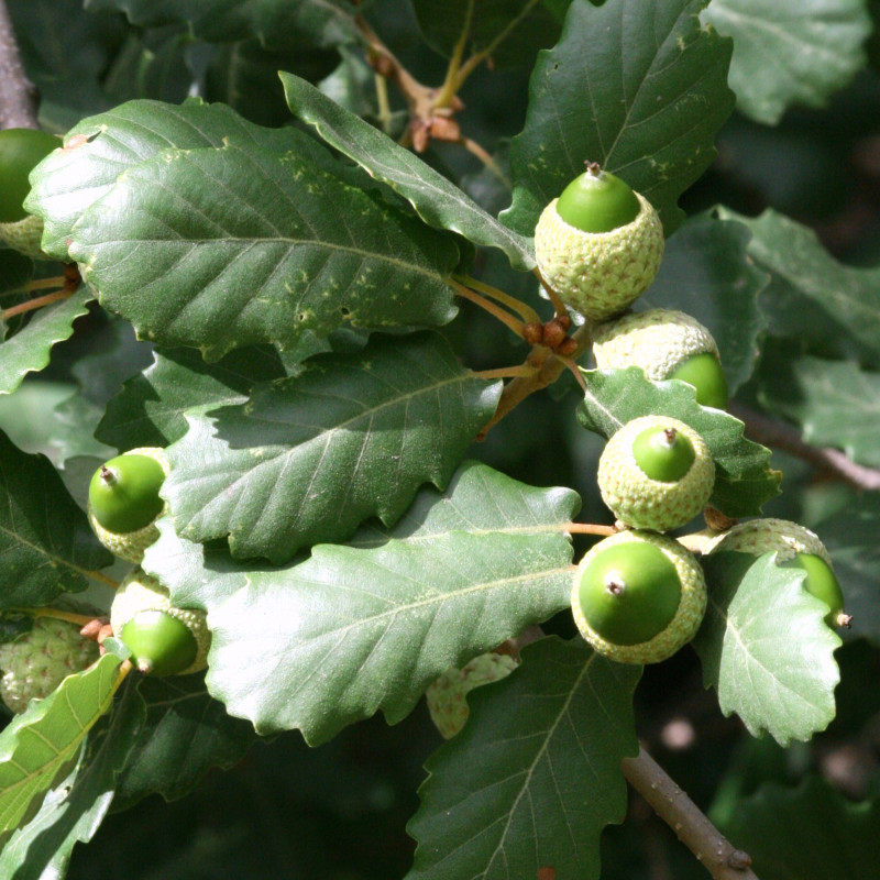 Graines de Chêne du Portugal - Semences de Quercus faginea