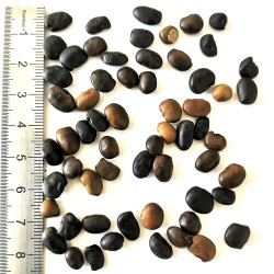 Graines de Sophora japonica - Semences du Puy