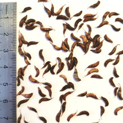 Graines d'Amorpha fruticosa - semences du Puy