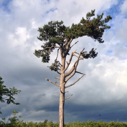 Pinus nigra austriaca de Paulus61, CC BY-SA 3.0 AT, via Wikimedia Commons