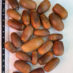 Graines de Quercus cerris - Semences du Puy