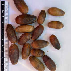 Graines de Quercus suber par Semences du Puy