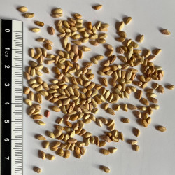Graines de Punica granatum nana par Semences du Puy