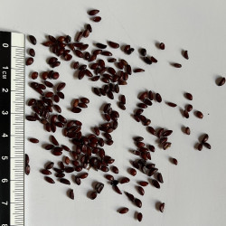 Graines de Mahonia aquifolium par Semences du Puy