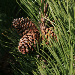 Pinus mugo var. pumilio de S. Rae from Scotland, UK, CC BY 2.0, via Wikimedia Commons