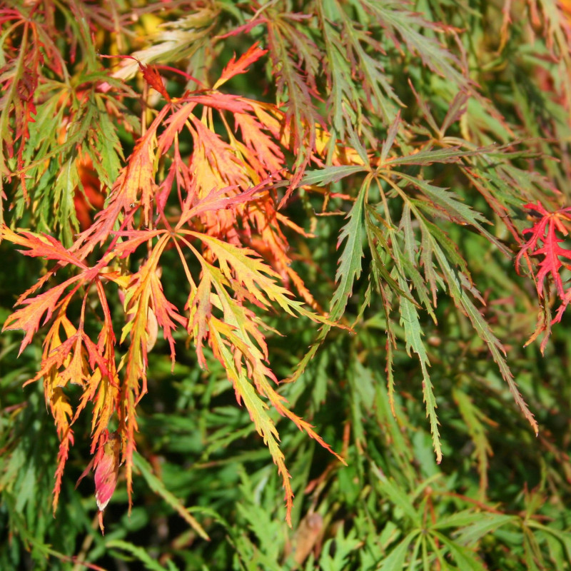 Acer palmatum Waterfall de Jean-Pol GRANDMONT, CC BY-SA 3.0, via Wikimedia Commons