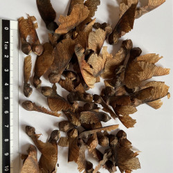 Graines d'Acer opalus var obtusatum - Semences du Puy
