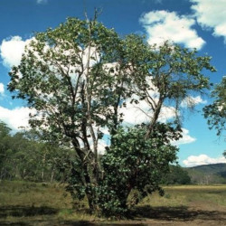 Eucalyptus neglecta de Ian Brooker et David Kleinig, CC BY 3.0 AU, via Wikimedia Commons