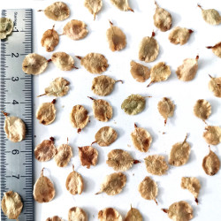Graines d'Ulmus parvifolia - Semences du Puy