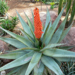 Aloe ferox de Stan Shebs, CC BY-SA 3.0, via Wikimedia Commons