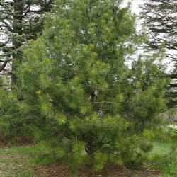 Pinus bungeana de Plant Image Library from Boston, USA, CC BY-SA 2.0, via Wikimedia Commons