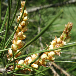 Pinus bungeana de Daderot, CC0, via Wikimedia Commons