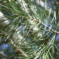 Pinus bungeana de David J. Stang, CC BY-SA 4.0, via Wikimedia Commons