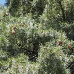 Pinus armandii de Kristof Zyskowski & Yulia Bereshpolova, CC BY 2.0, via Wikimedia Commons