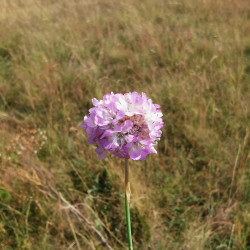 Armeria arenaria - Semences du Puy