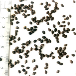 Graines de Passiflora caerulea  - Semences du Puy