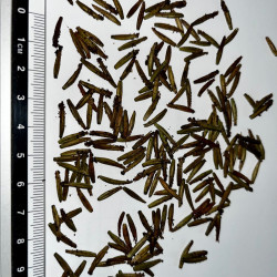 Graines de Plumbago capensis par Semences du Puy