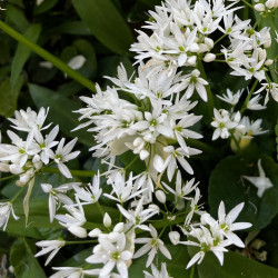 Allium ursinum par Semences du Puy