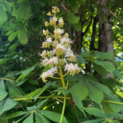 Aesculus hippocastanum par Semences du Puy