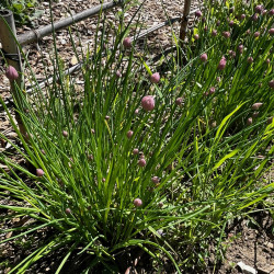 Allium schoenoprasum Semences du Puy