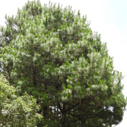 Pinus maximinoi de gpasch, CC BY-SA 4.0, via Wikimedia Commons