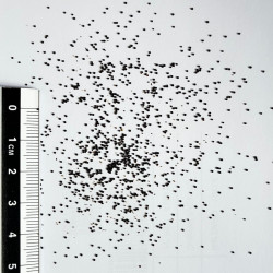 Graines de Teloxys aristata par Semences du Puy