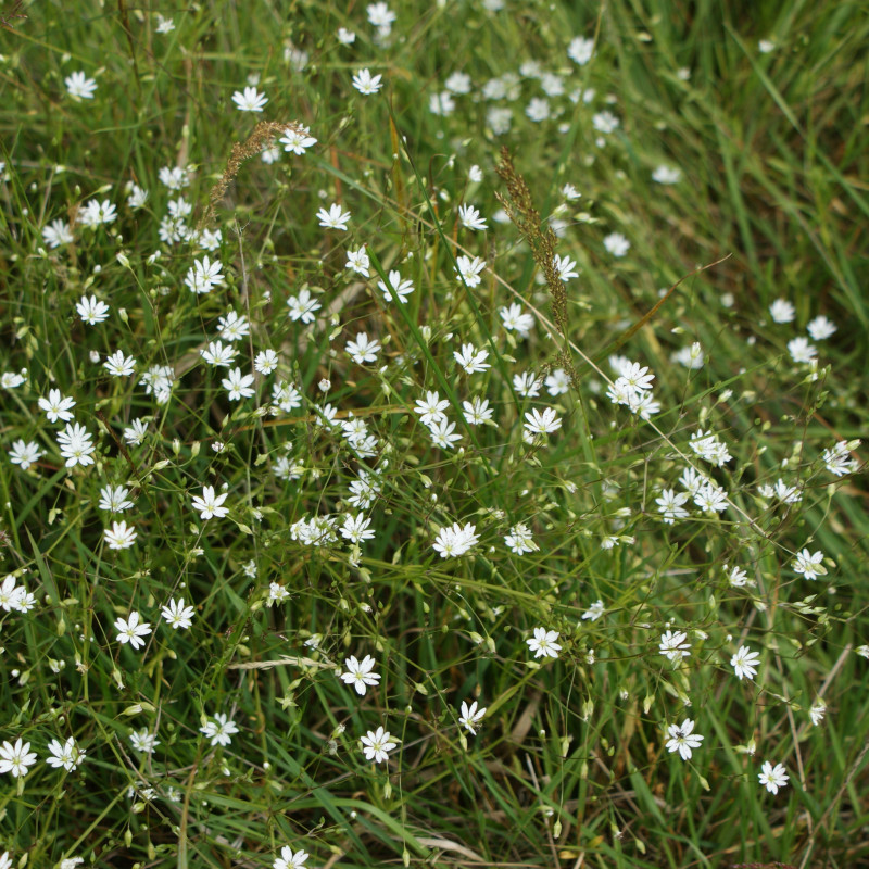 Stellaria_graminea de Krzysztof Ziarnek, Kenraiz, CC BY-SA 4.0, via Wikimedia Commons