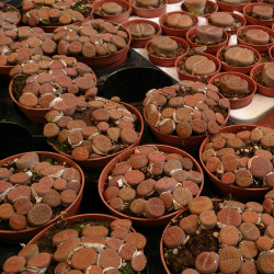 Lithops aucampiae de Mokkie, CC BY-SA 3.0, via Wikimedia Commons