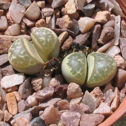 Lithops helmutii de Lithopsian, CC BY-SA 4.0, via Wikimedia Commons