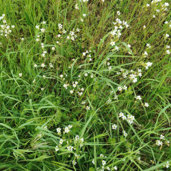 Saxifraga granulata - Semences du Puy