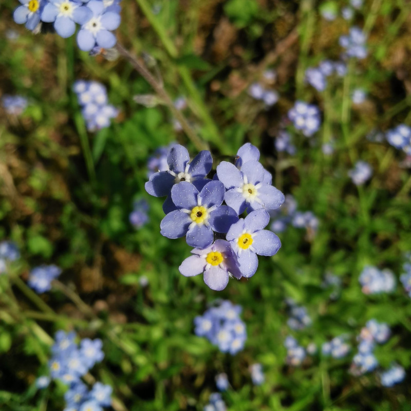 500 Graines De Myosotis Royal Bleu - Semences Reproductibles, Non Traitées