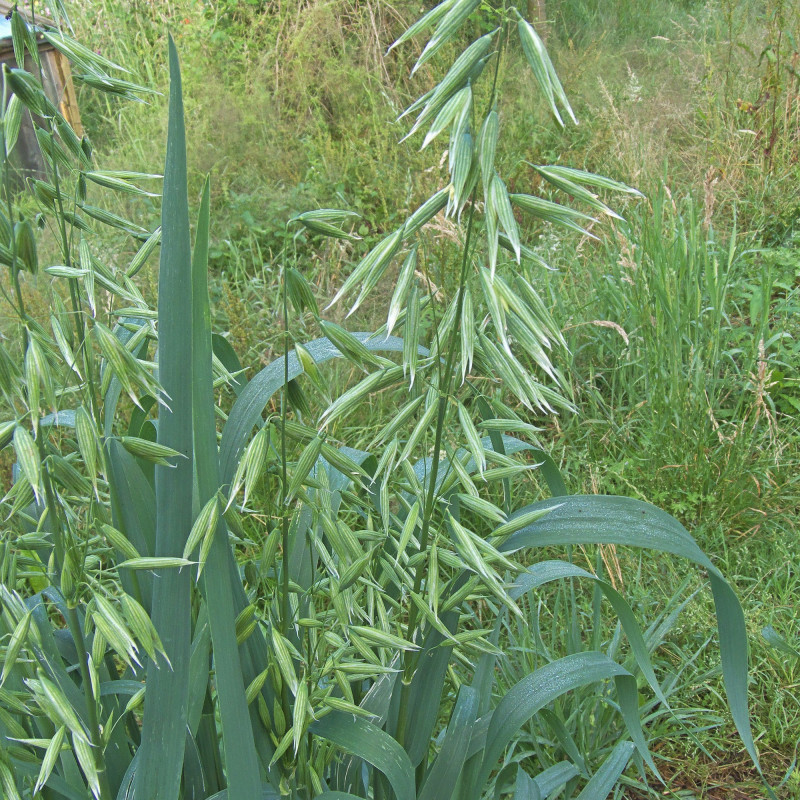 Engrais Vert Automne Mélange de Graines pour Biomasse Automne — free download