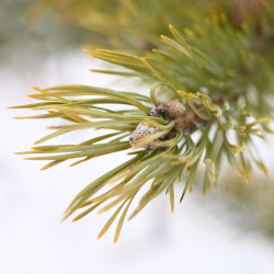 Pinus sylvestris de Pihla Kuikka, CC BY-SA 4.0, via Wikimedia Commons