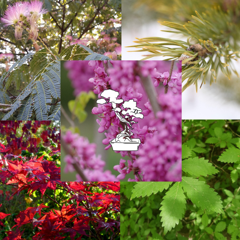 Kit de graines pour bonsaï - Semences du Puy - Photos via Wikimedia Commons