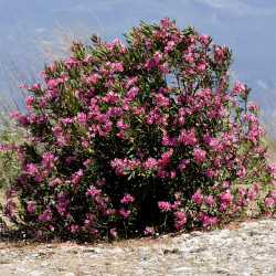 Nerium oleander de Zeynel Cebeci, CC BY-SA 4.0, via Wikimedia Commons
