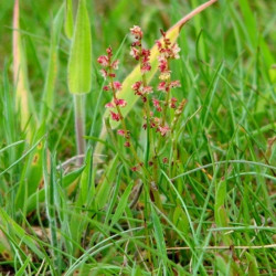 Rumex acetosella de Evelyn Simak, CC BY-SA 2.0, via Wikimedia Commons