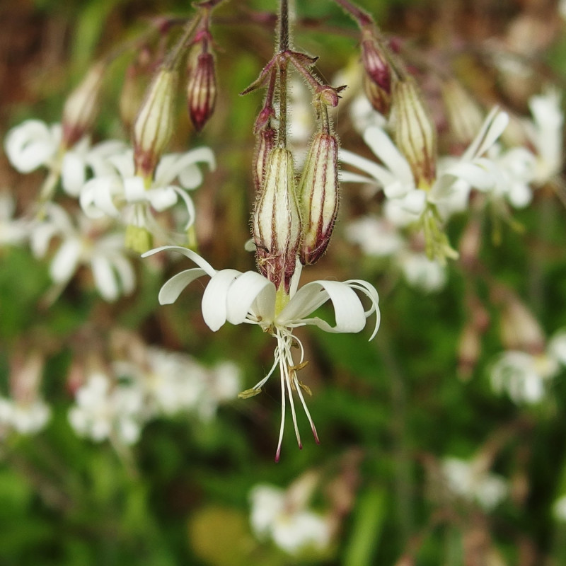 Graines de Silène penché - Semences de Silene nutans - Provenance ...