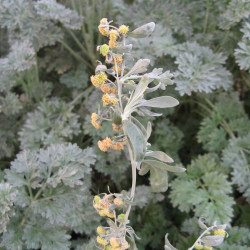 Artemisia absinthium de Pau Pámies Grácia, CC BY-SA 4.0, via Wikimedia Commons