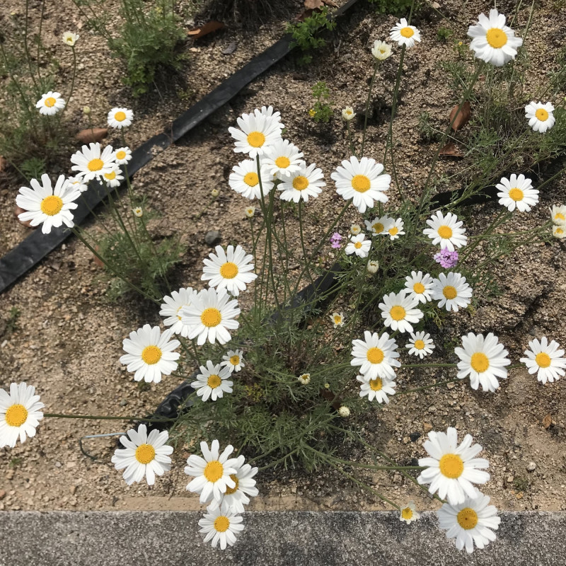 Graines de Pyrèthre de Dalmatie Semences de Tanacetum cinerariifolium — free download