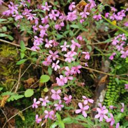 Saponaria ocymoides - Semences du Puy