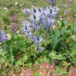 Eryngium alpinum de peganum from Henfield, England, CC BY-SA 2.0, via Wikimedia Commons