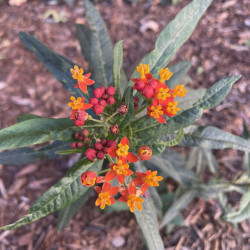 Asclepias curassavica de Daniel Das, CC0, via Wikimedia Commons