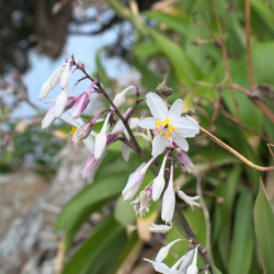 Arthropodium cirratum de Max Tweddell, CC BY-SA 4.0, via Wikimedia Commons